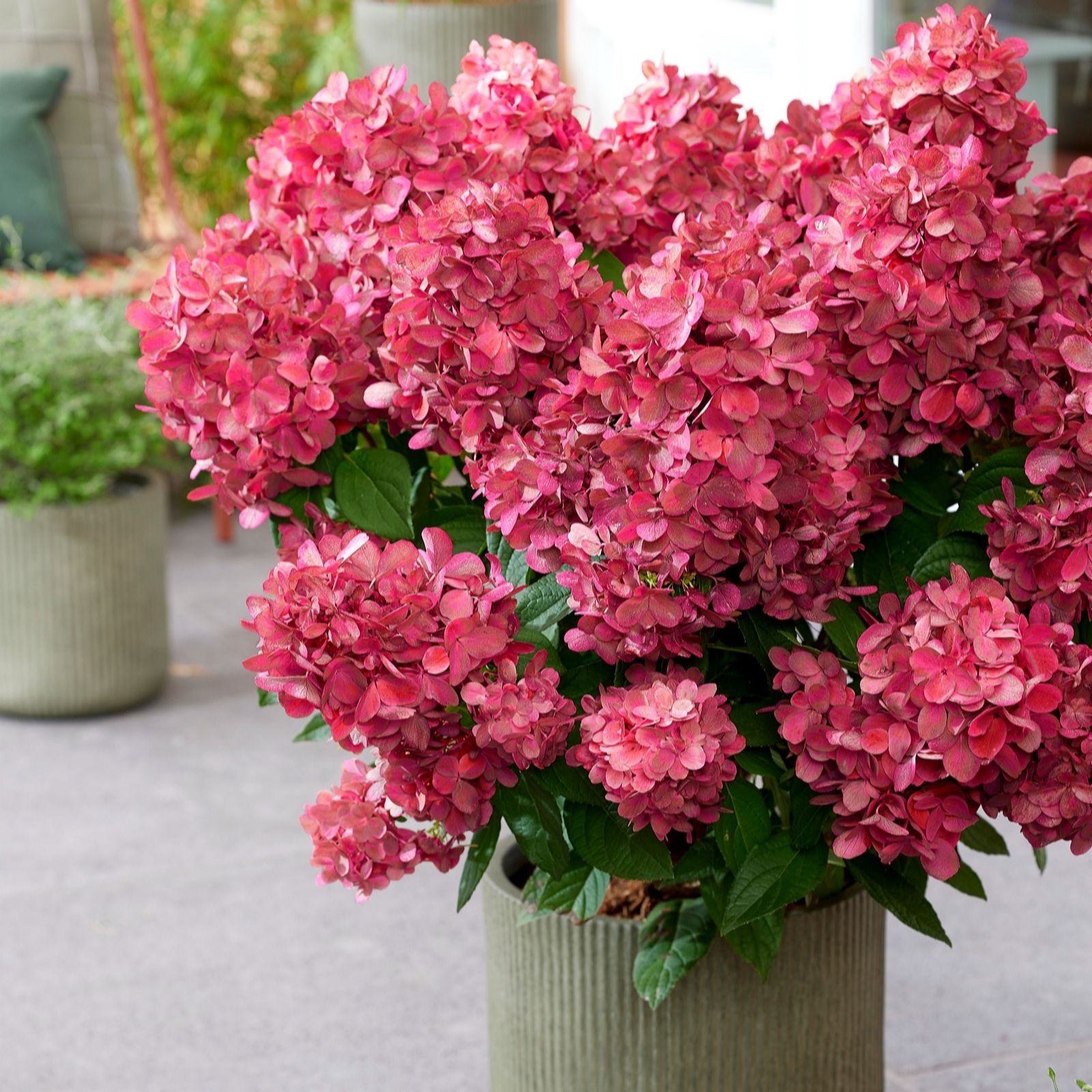 Plants 2 Gardens Hydrangea Bonfire 4.5ltr