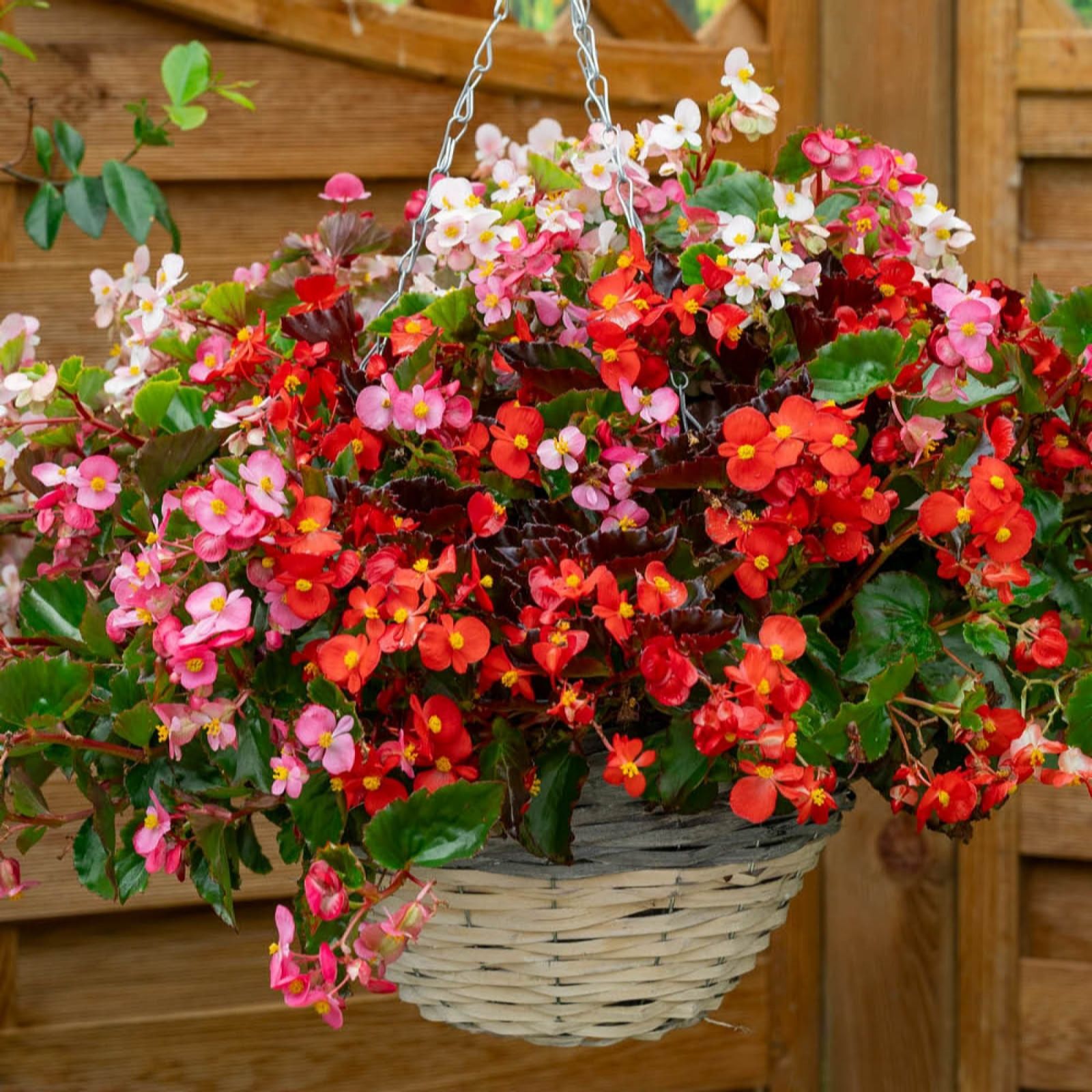 YouGarden Begonia Hula Garden Ready Plants x20