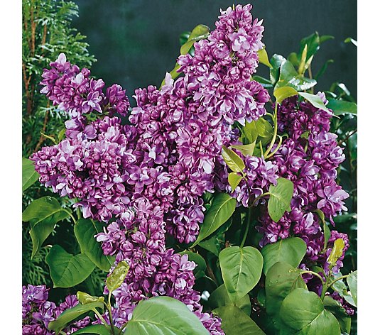 Plants2Gardens Lilac General Pershing 3L