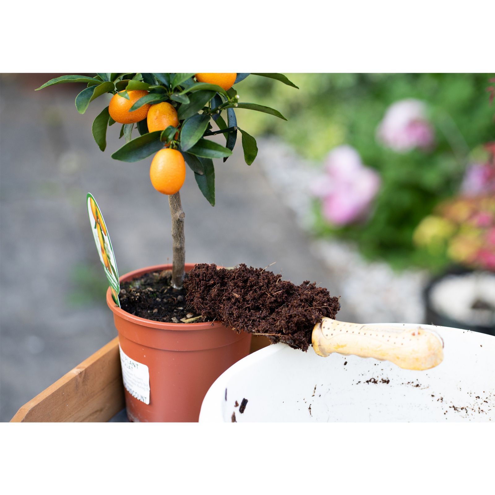 Coco & Coir Citrus Compost 9 Litre - QVC UK