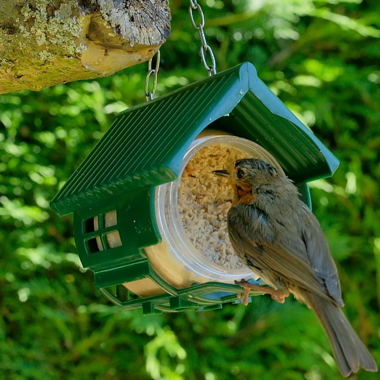 Grumpy Gardener Set of 3 Nutpecker Feeders and Jars