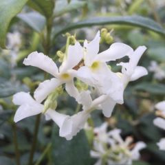 Richard Jackson's Nursery Fresh Evergreen Scented Jasmine 1 x 3 Litre Pot