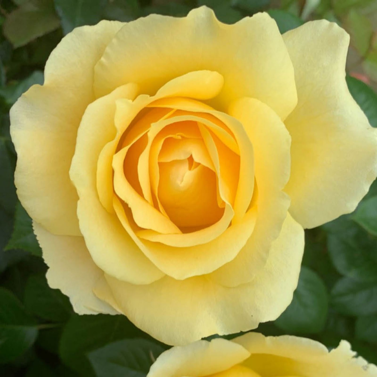 Harkness Roses Rose Alfie Boe OBE Bare Root x2