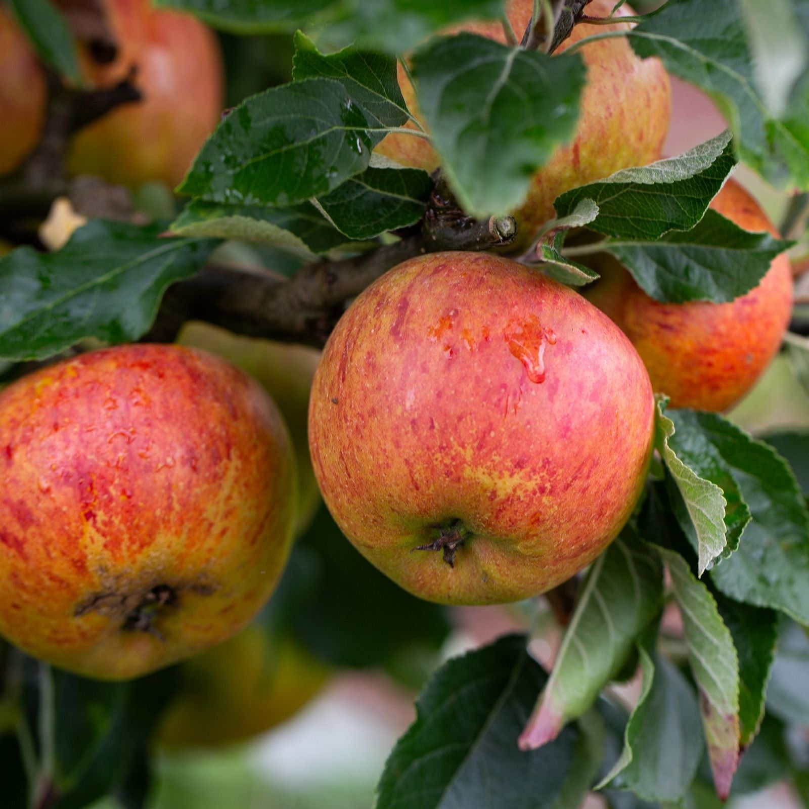 Frank P Matthews Apple (Malus) Cox Self Fertile in 12 Litre Container