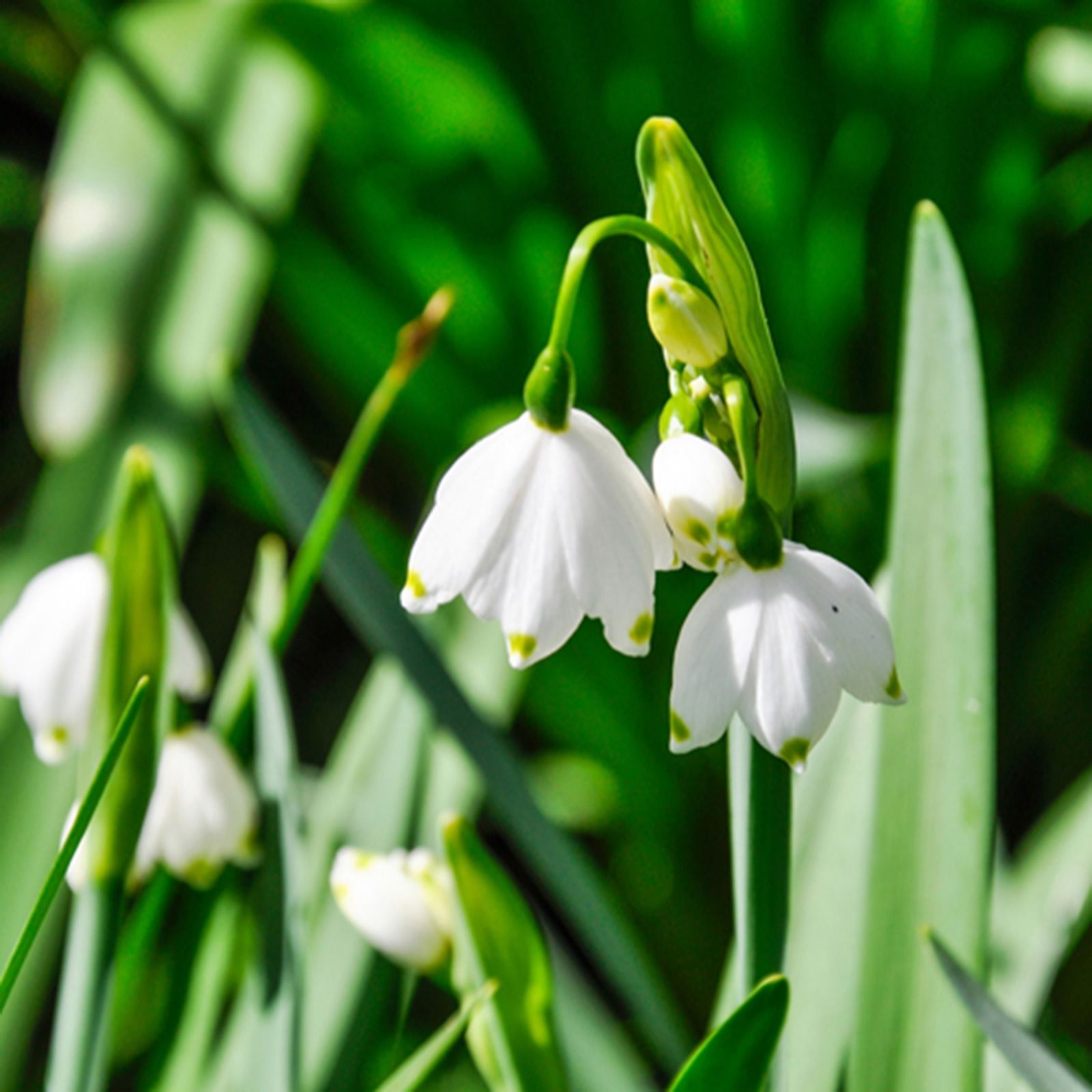 YouGarden Snowflakes 'Leucojum aestivum' x40 bulbs