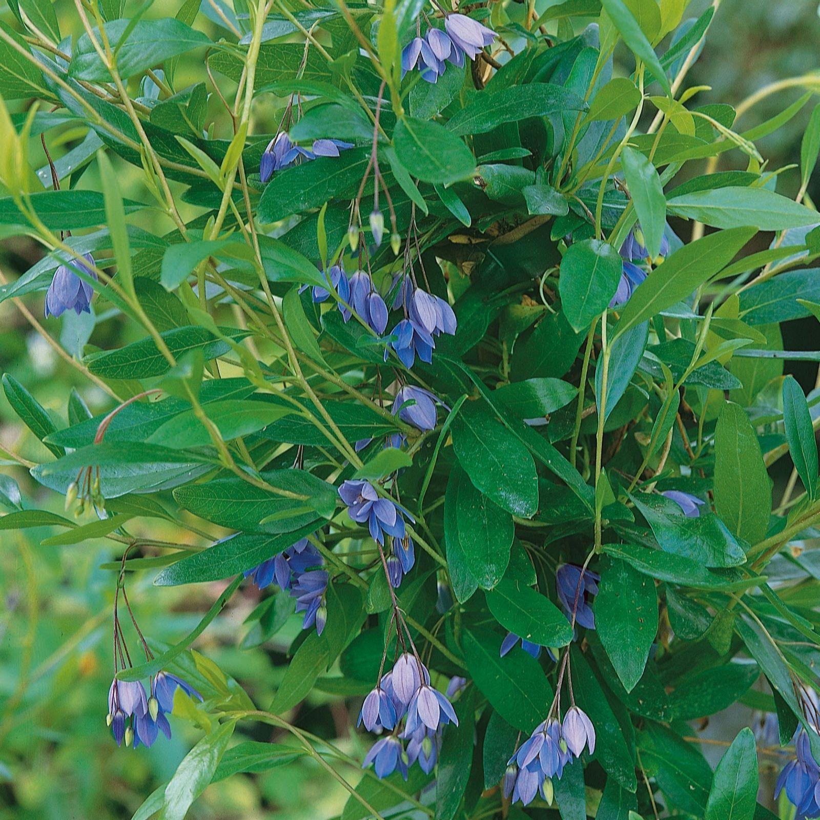 Plants 2 Gardens Sollya Ultra Blue 3ltr