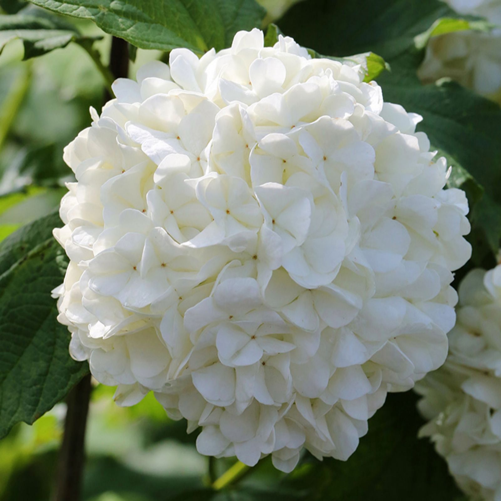 Richard Jackson Viburnum Roseum 2.3L Pot
