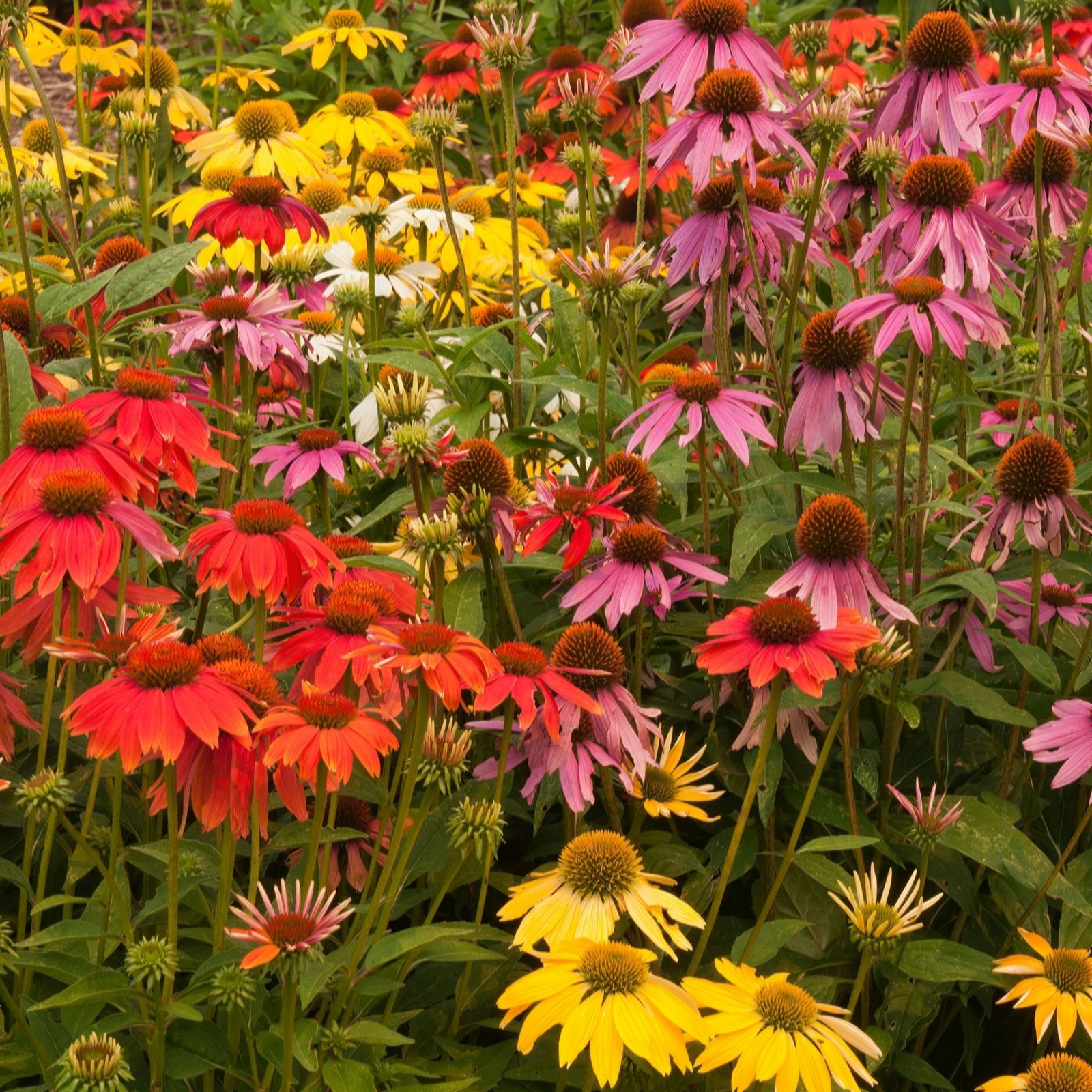 YouGarden Echinacea 'Breeders Mix' Bare Roots x 12