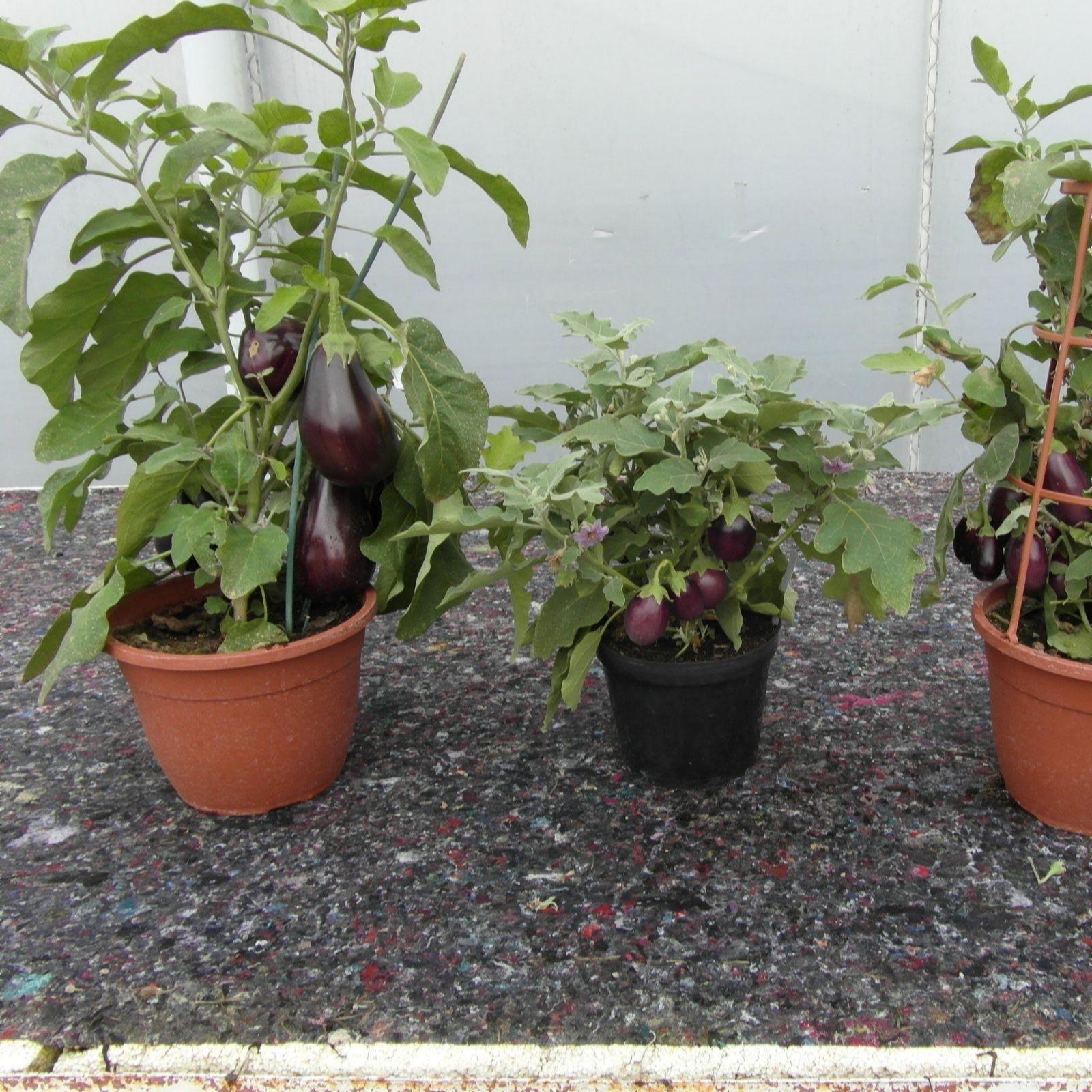 Suttons Veg for Small Spaces Collection 9cm Pot x 5