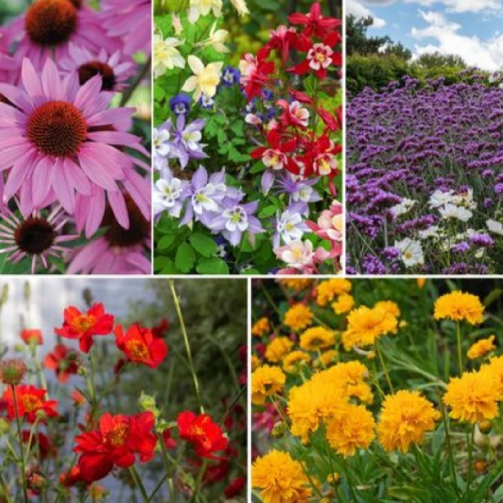 Thompson & Morgan Perennial Collection 30 Plugs