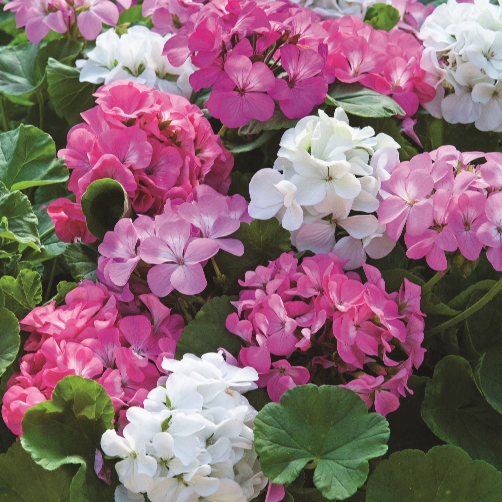 Thompson & Morgan Geranium Jackpot Candyfloss Garden Ready x 24