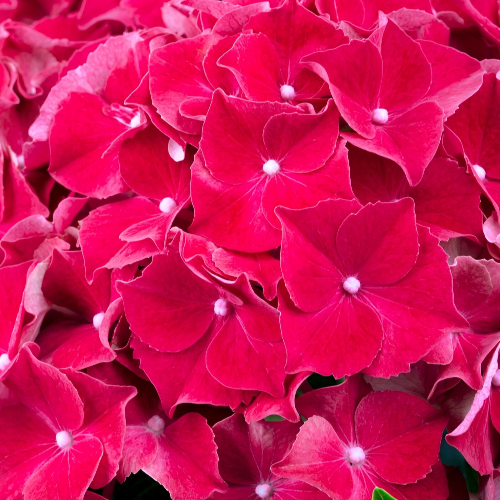 Plants2Gardens Hydrangea Macrophyla Hi Road Red 4.5ltr