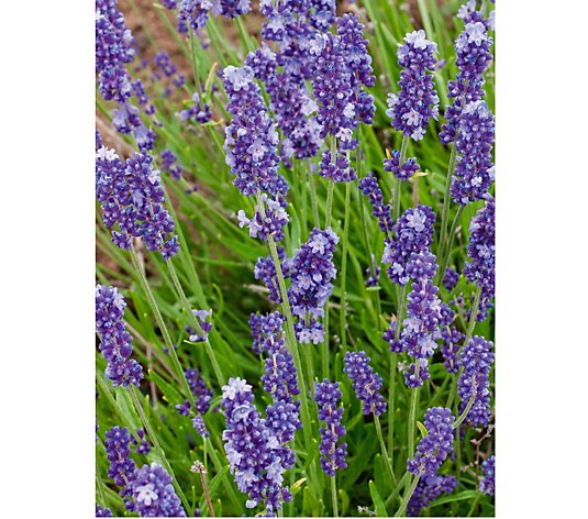 Plants2Gardens English Lavender Aramatico 6 x 2 Litre Pots