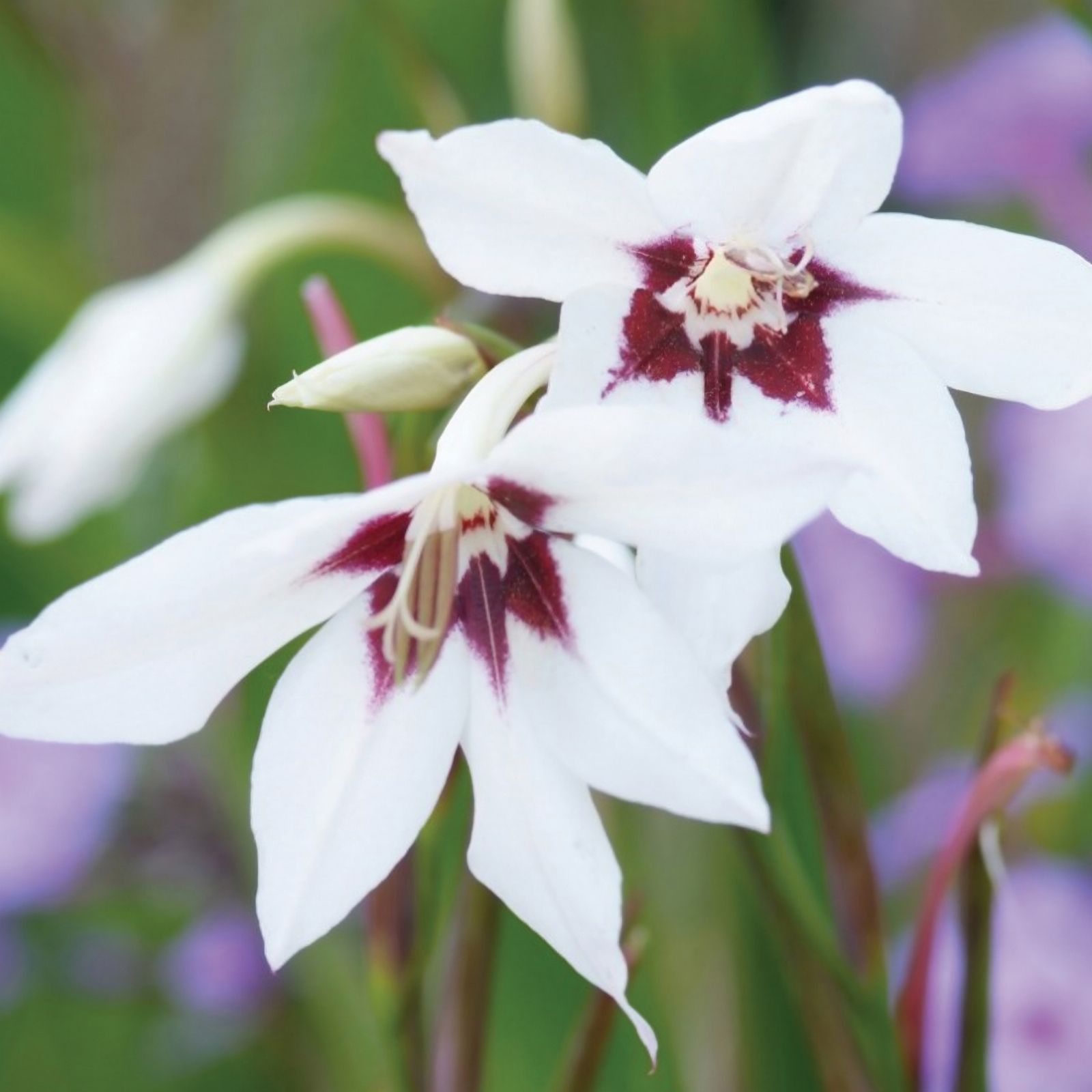 Richard Jackson's Scented Peacock Orchid 20 bulbs &500ml Liquid Flower