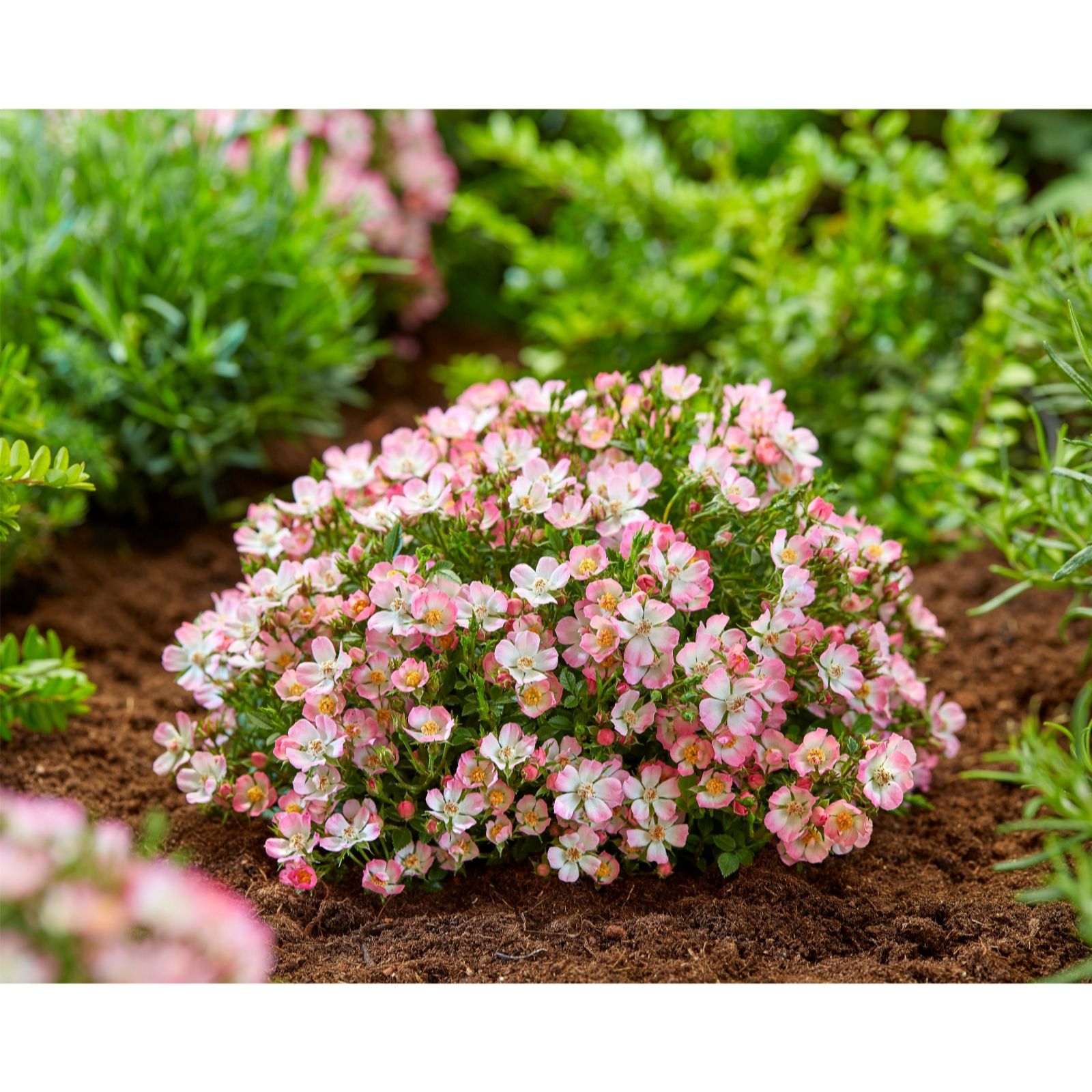 Plants2Gardens Rosa Cutie Pie 2 x 9cm