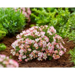 Plants2Gardens Rosa Cutie Pie 2 x 9cm