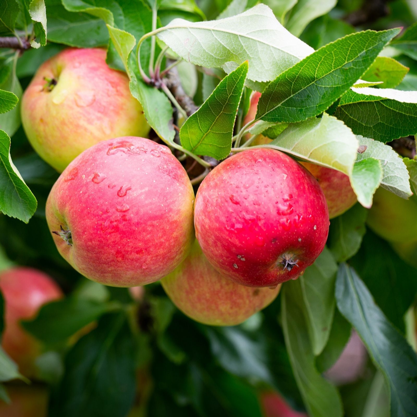 Frank P Matthews Apple (Malus) Red FalstaffTM in 12 Litre Container