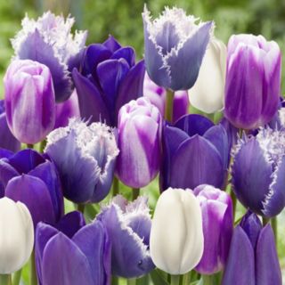 YouGarden Tulip 'Paradise Purple Mix' x40 Bulbs