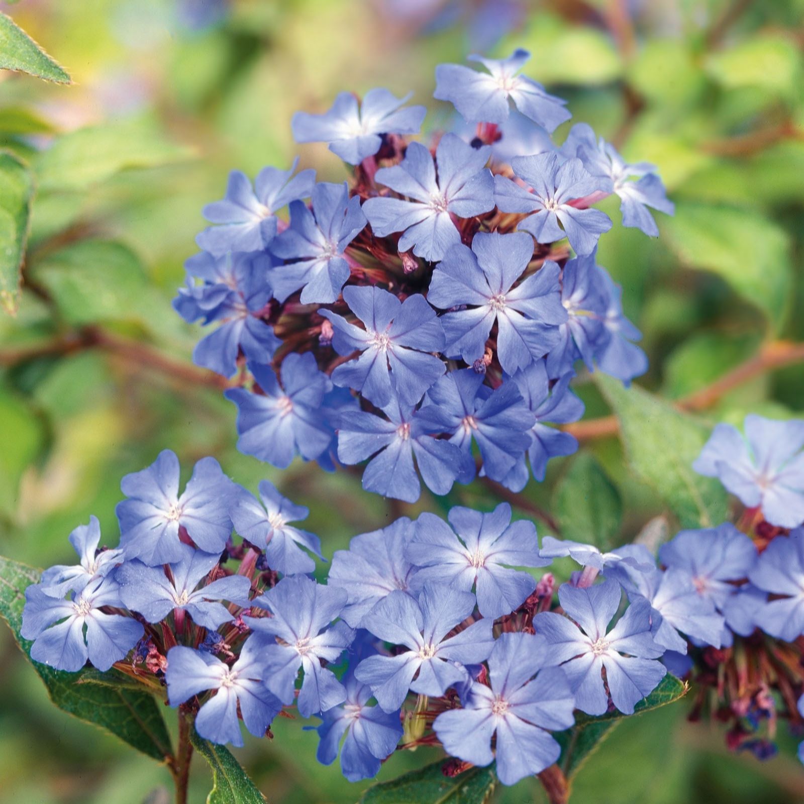 Plants 2 Gardens Ceratostigma Forest Blue 3ltr