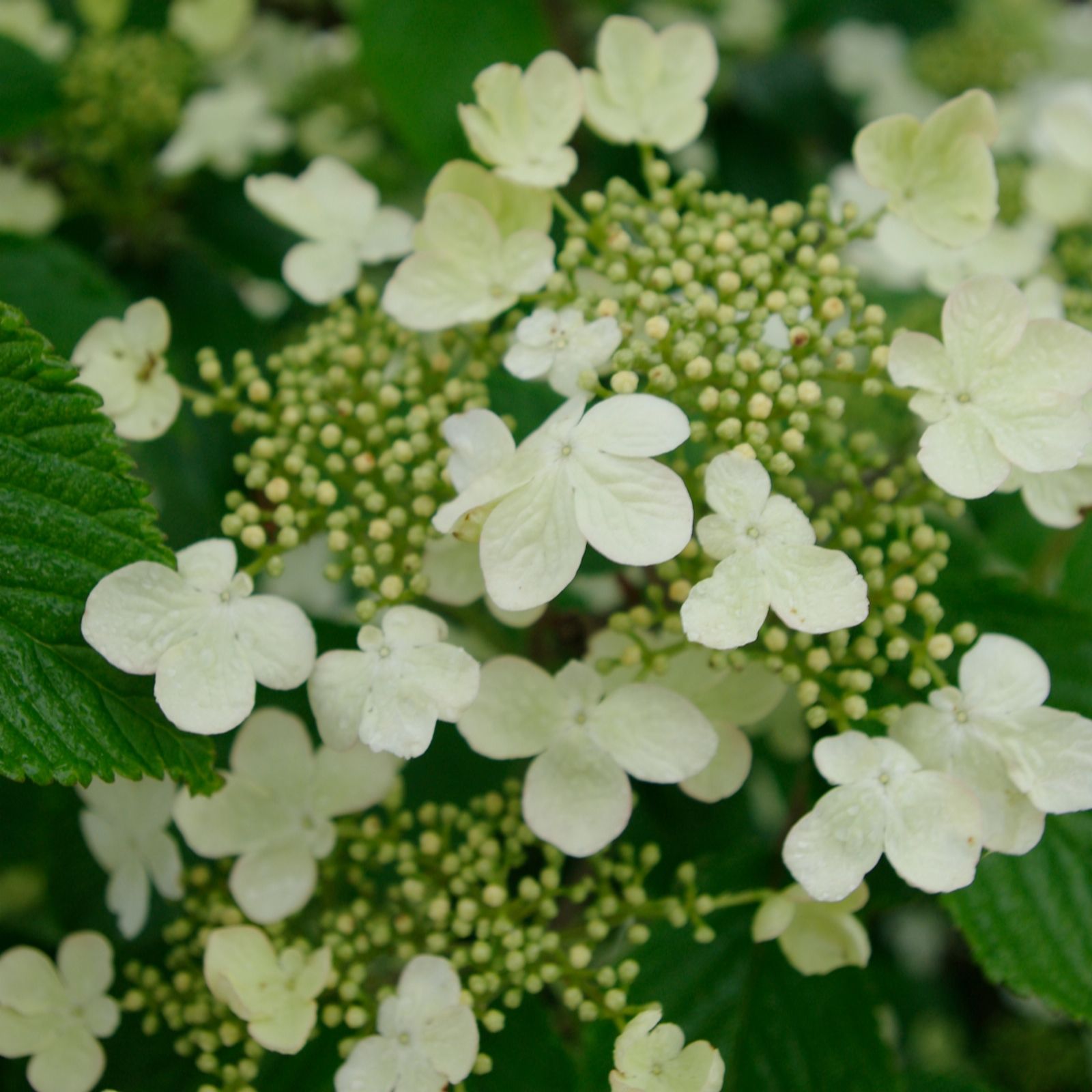 Richard Jackson Viburnum Kilimandjaro in a 2.3L Pot