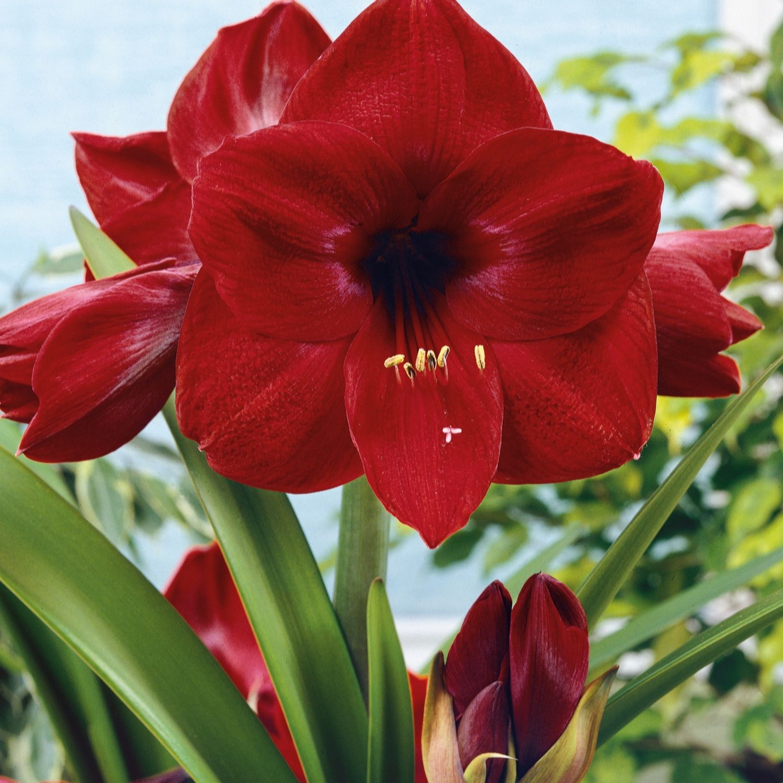 Plants2Gardens Waxed Amaryllis Pair 2 x 26/28 Bulbs