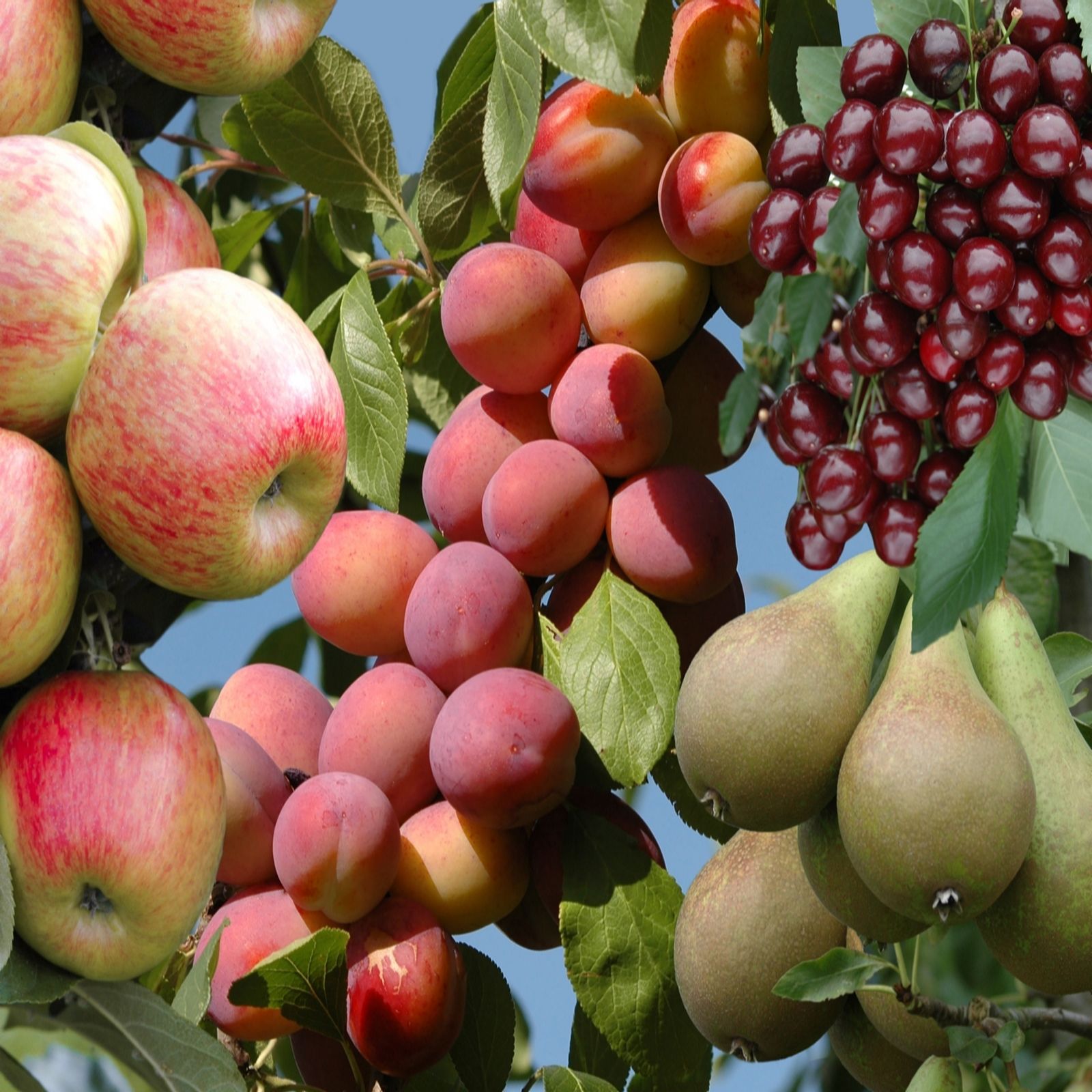 YouGarden Ultimate Mini Orchard Fruit Tree Collection of Bare Roots x 4