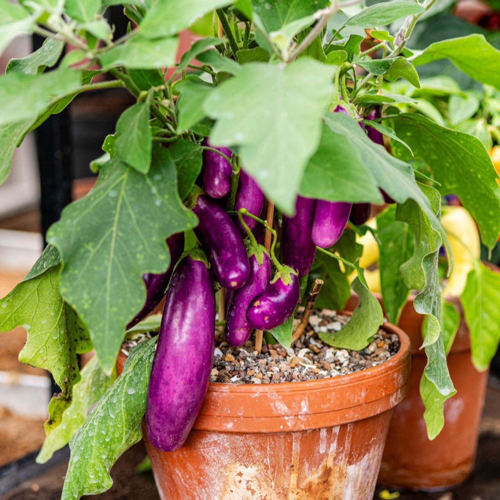 Suttons Aubergine Lilac Wand 9cm Pot x 3