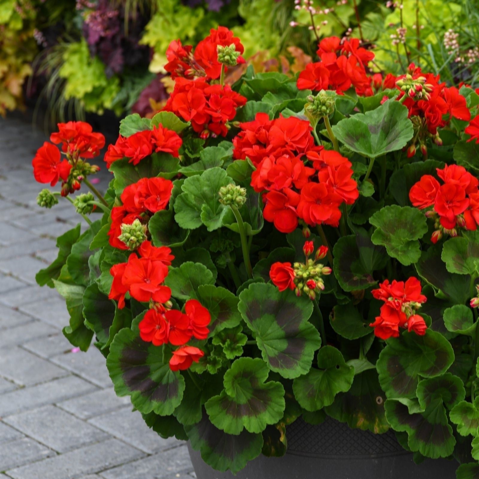 Thompson & Morgan Geranium Best Red Garden Ready x 24