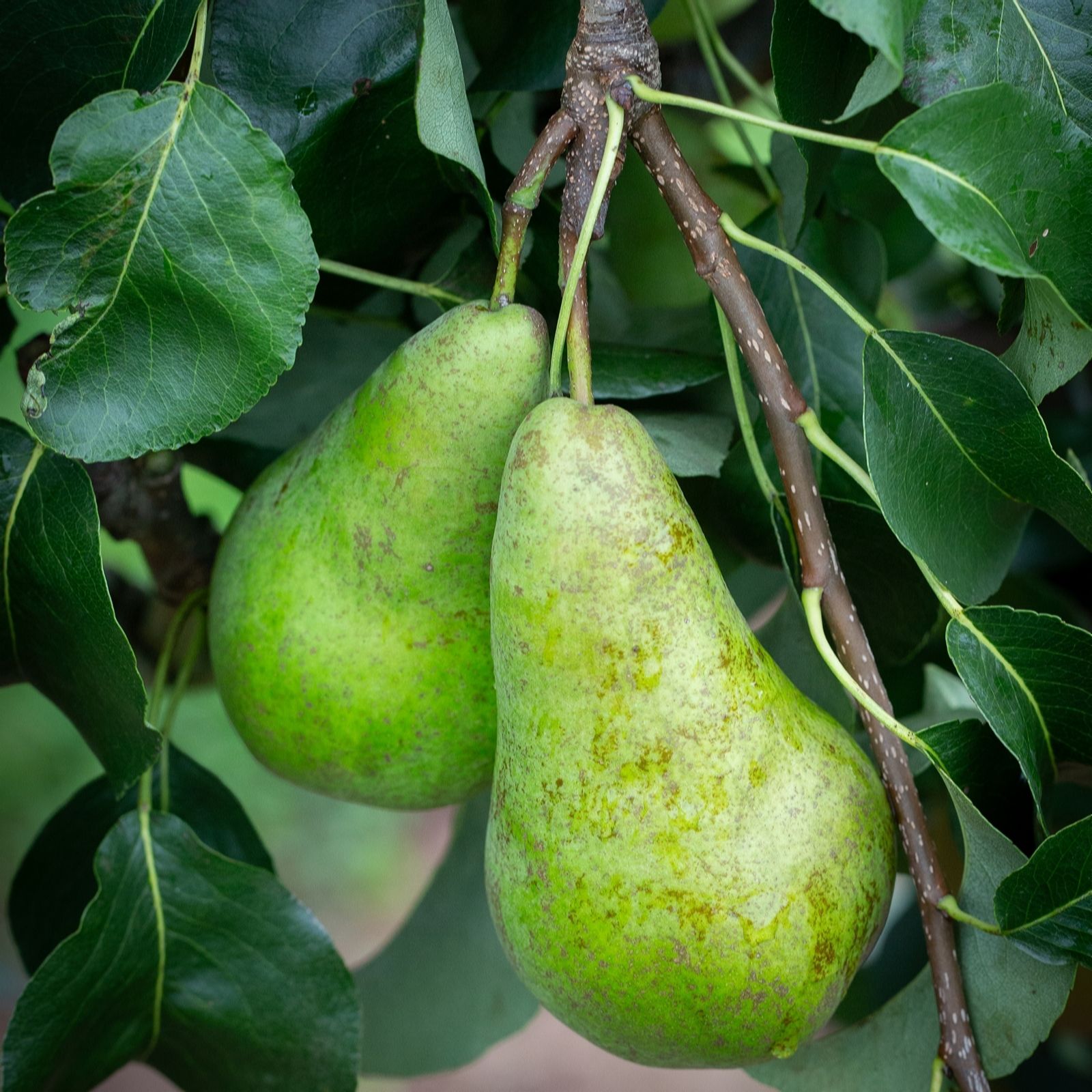 Frank P Matthews Tree Orchard collection (4 bare root trees)