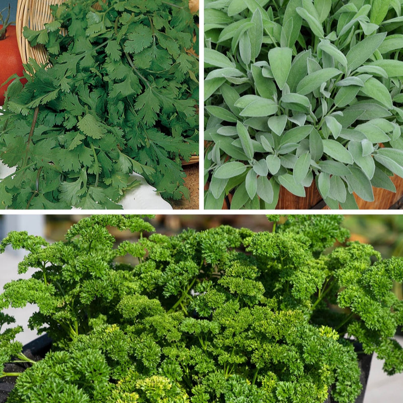 YouGarden Kitchen Herb Plug Plant Collection x18