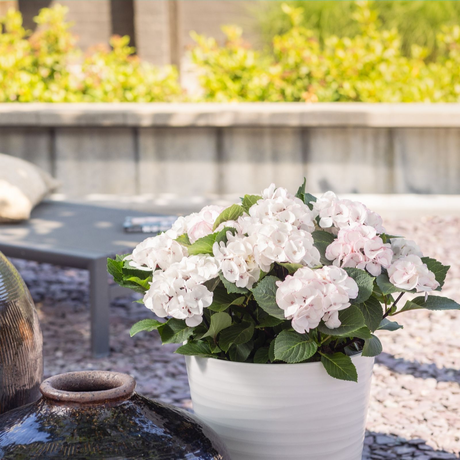 Plants2Gardens Hydrangea Macrophyla Hi Pearl White 4.5L
