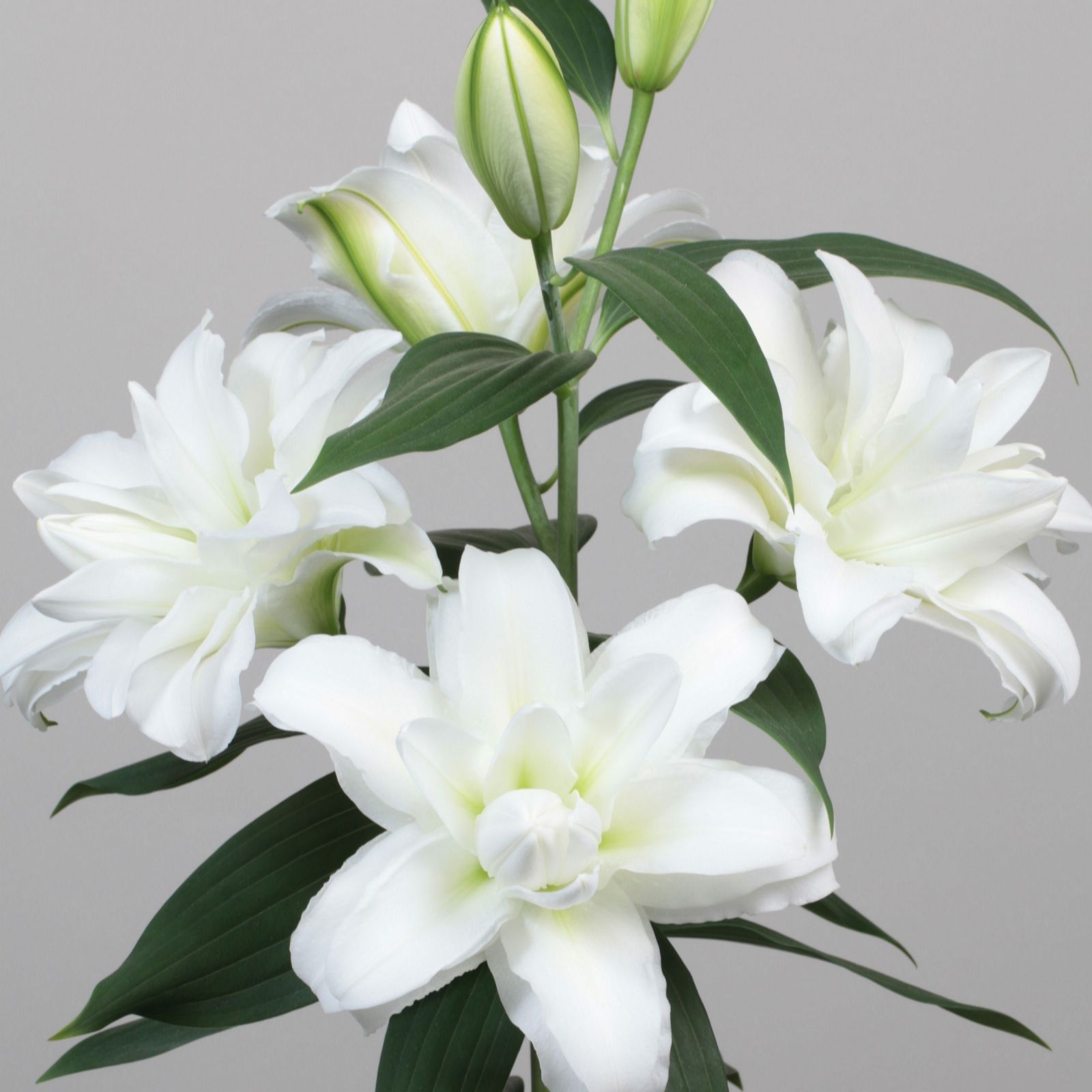 Richard Jackson's Lily Arosa Pollen Free - QVC UK