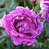 Plants2Gardens English Rose Collection 3 x Bare Roots