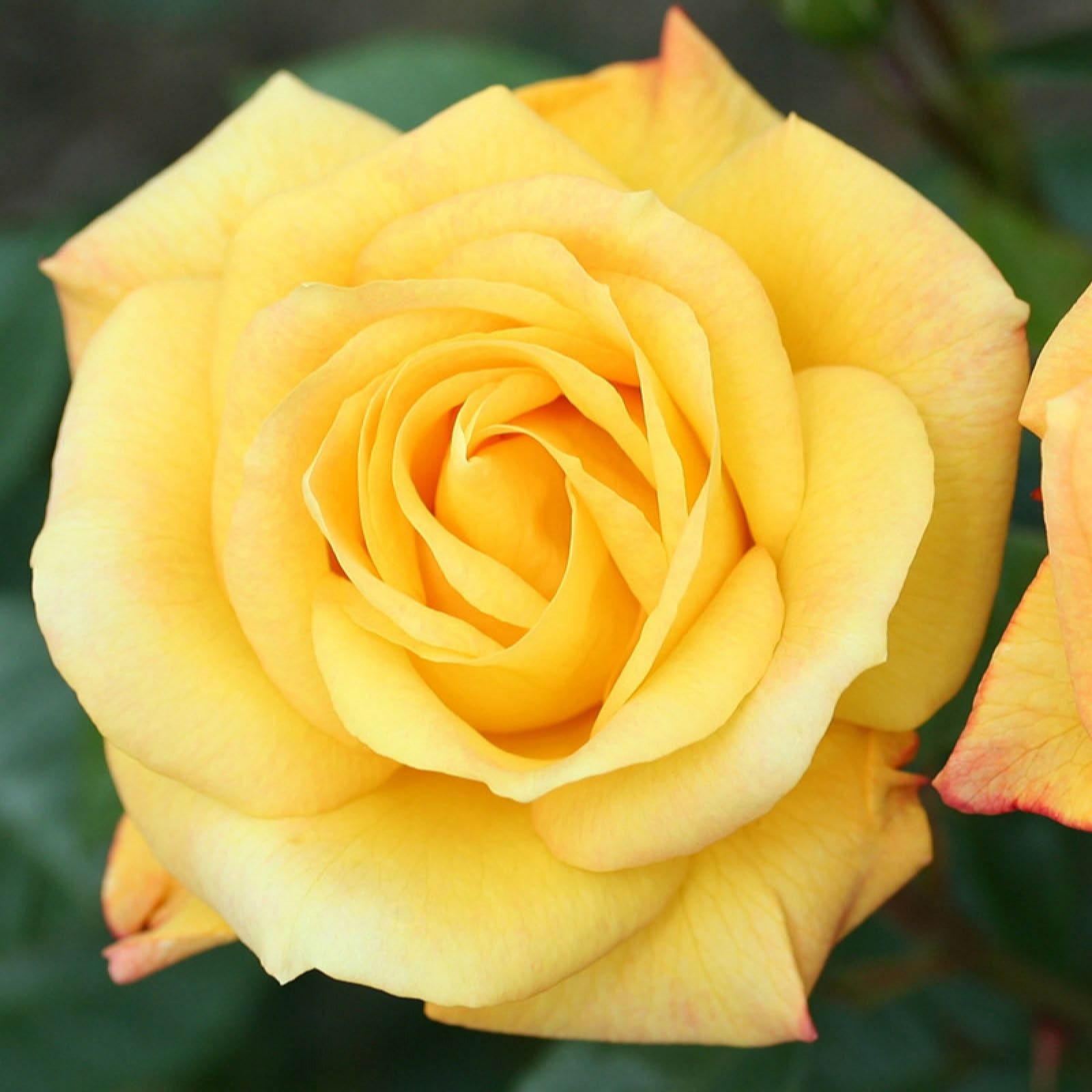 Harkness Roses Rose 'Climbing Arthur Bell' in a 3/4L pot