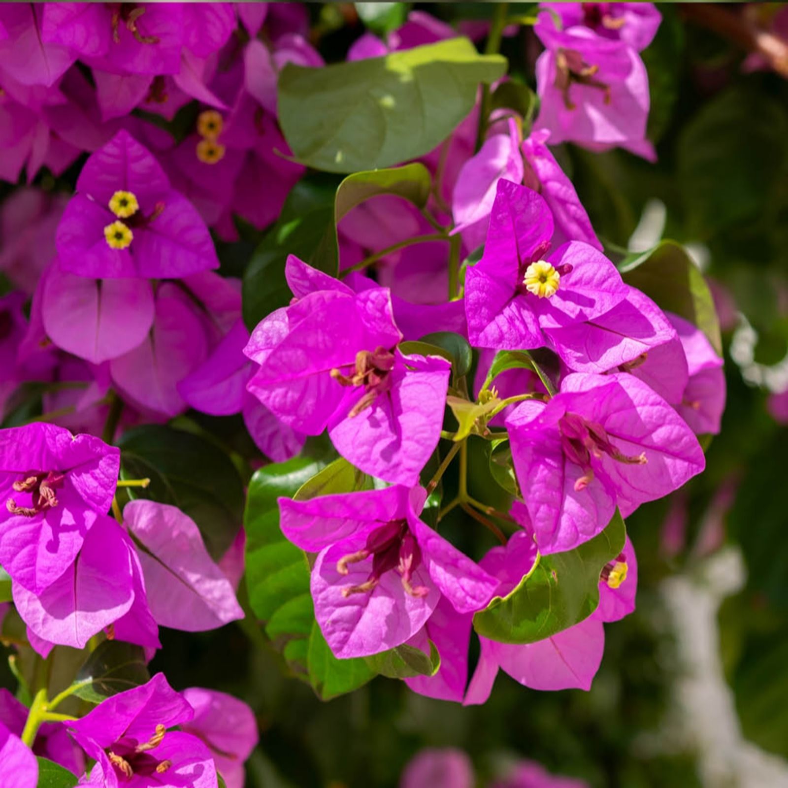 YouGarden Bougainvillaea Bush in 18cm pots x2