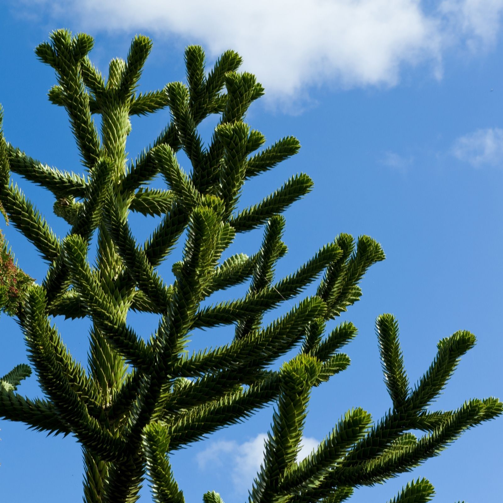 YouGarden Monkey Puzzle Tree in a 9cm pot