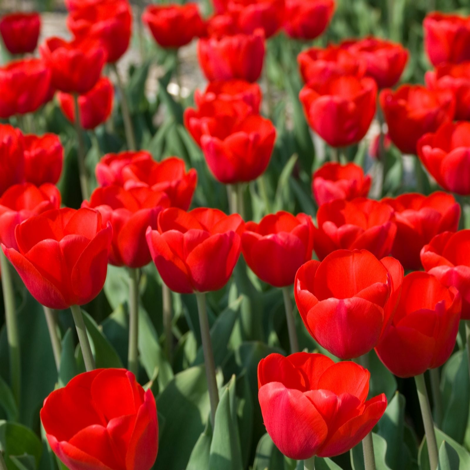 YouGarden Tulip 'Triumph Red' x40 bulbs