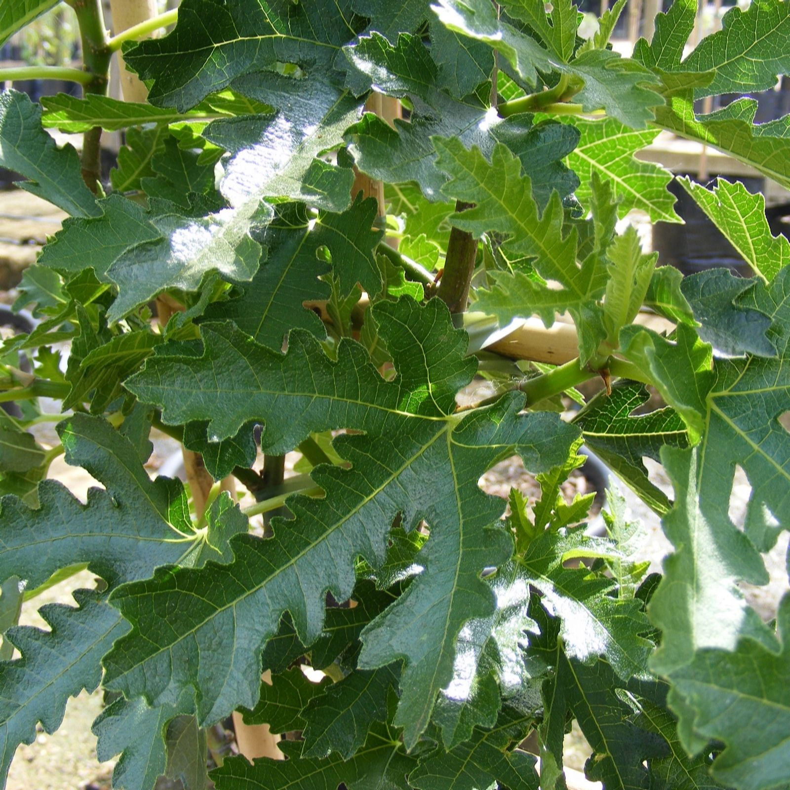 Plants2Gardens Ficus Ice Crystal 3ltr