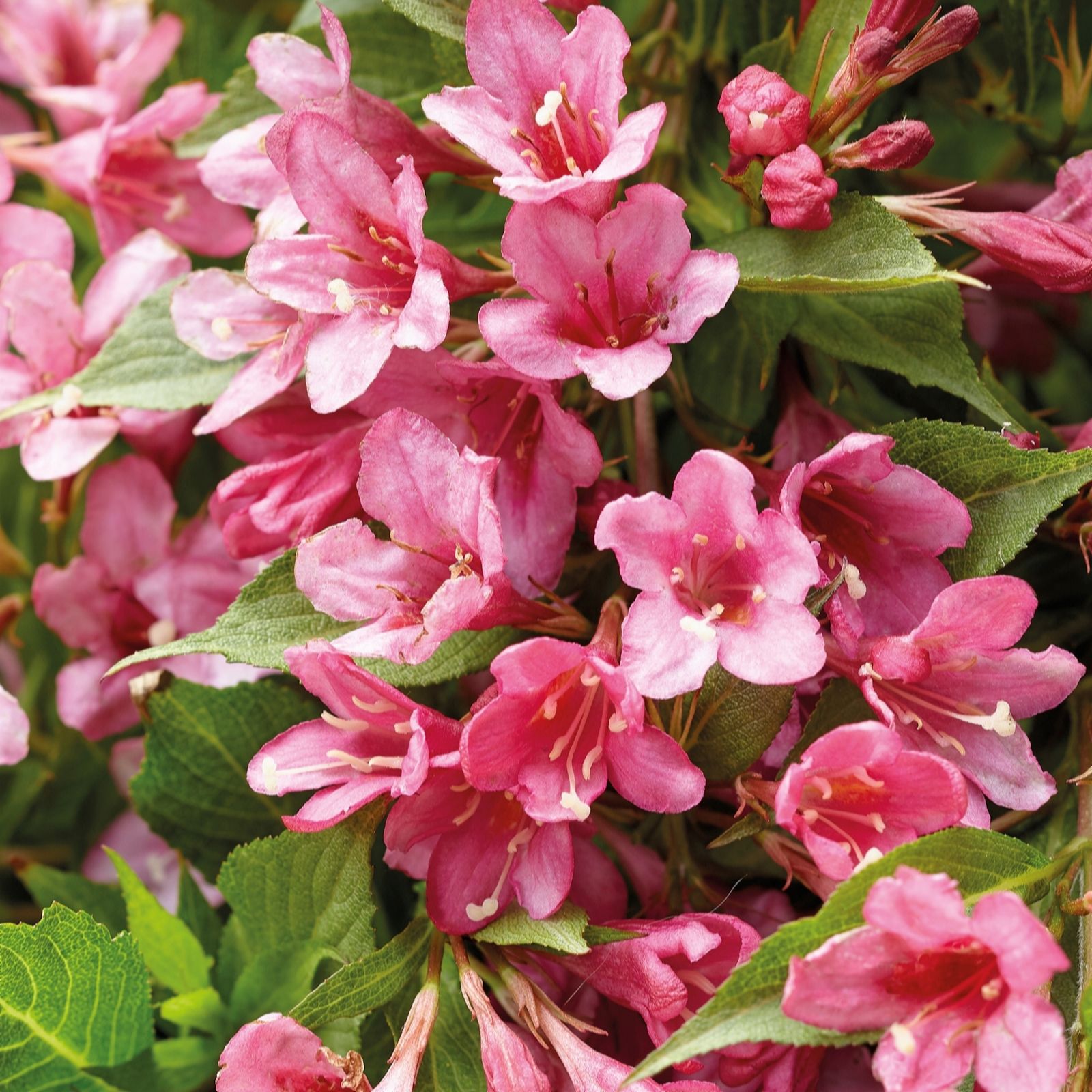 Richard Jackson Weigela 2.3l Pot