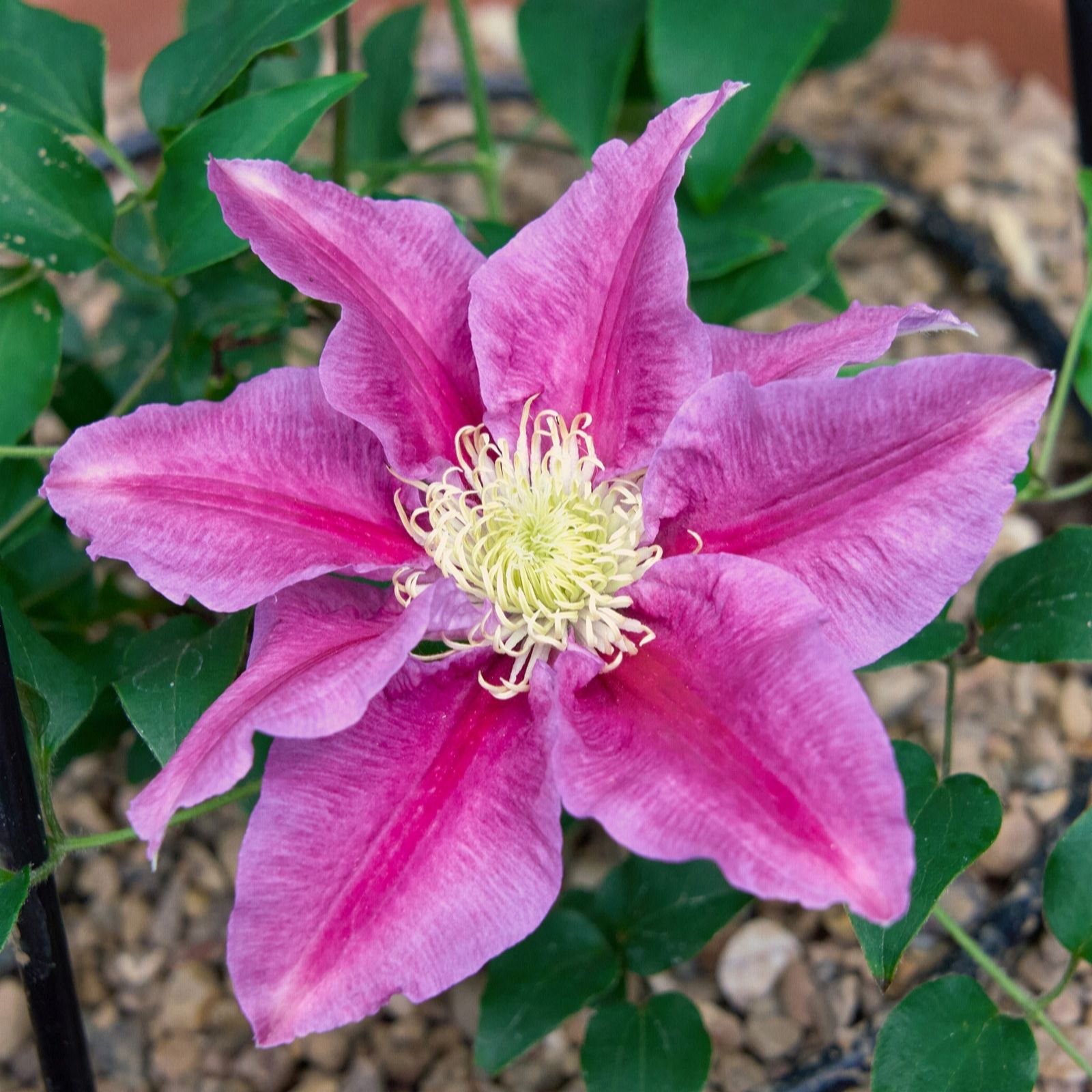Richard Jackson Clematis Queens Nurse 1x 3 Litre Pot