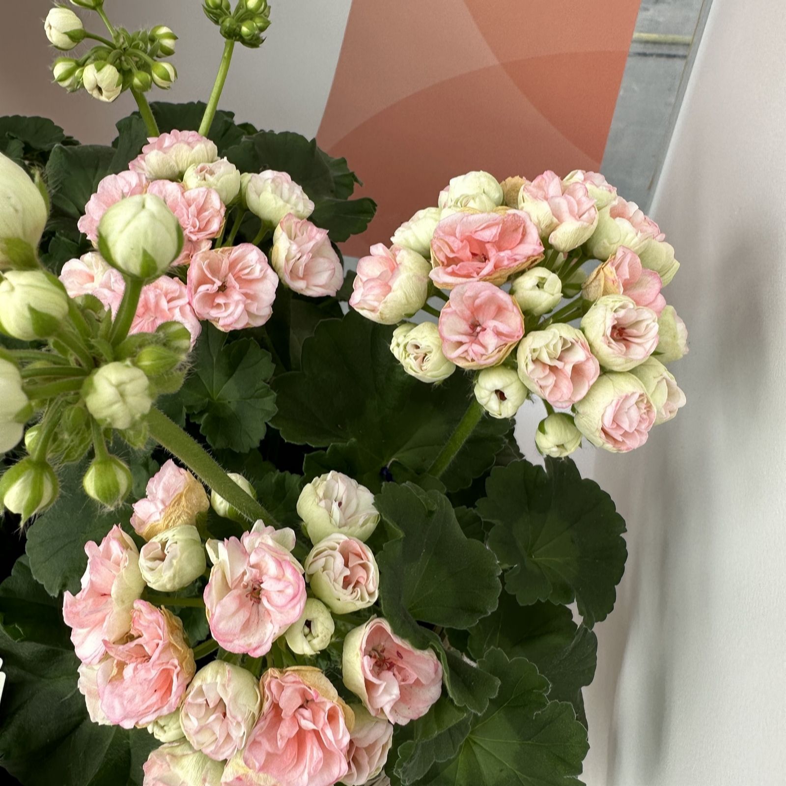 Plants2Gardens Geranium Rosebud Astrid 5 x 9cm