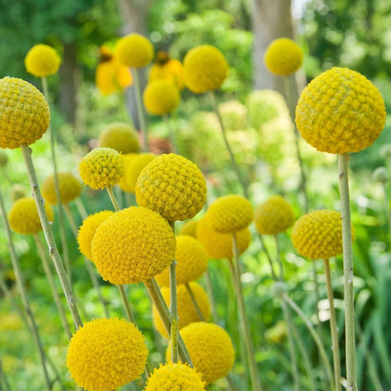 Hayloft Plants Craspedia Golf Beauty Five Plants