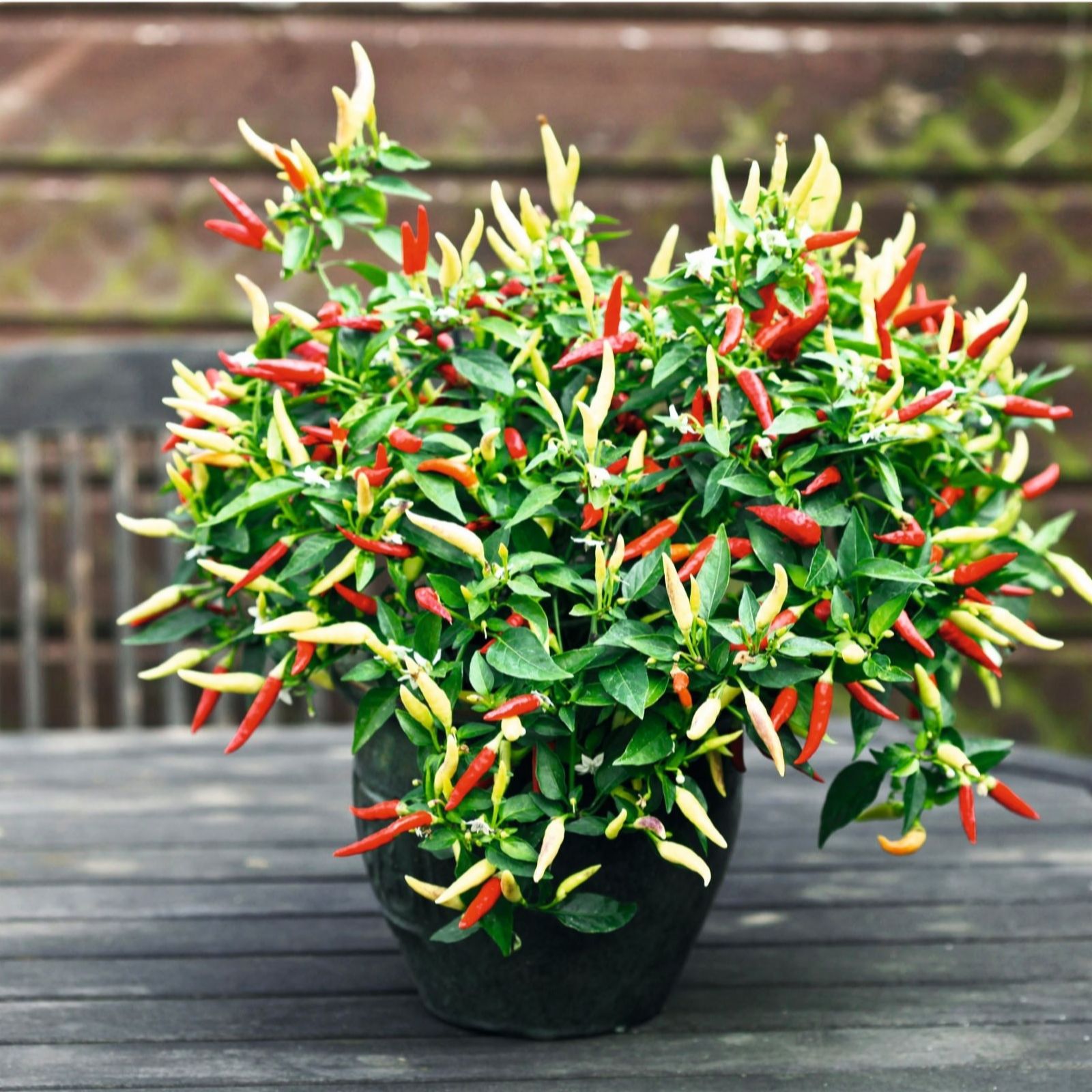 Suttons Pepper (chilli) Basket of Fire Pot x 3