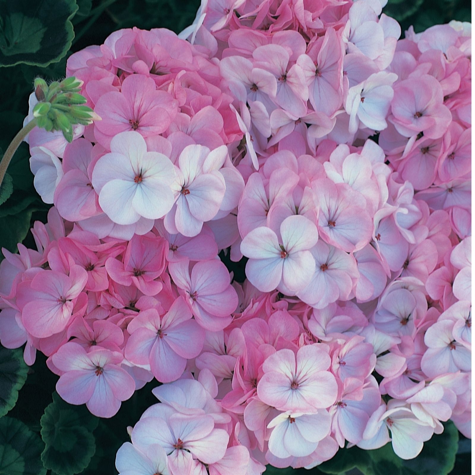 Thompson & Morgan Geranium Horizon F1 Appleblossom Garden Ready x 24
