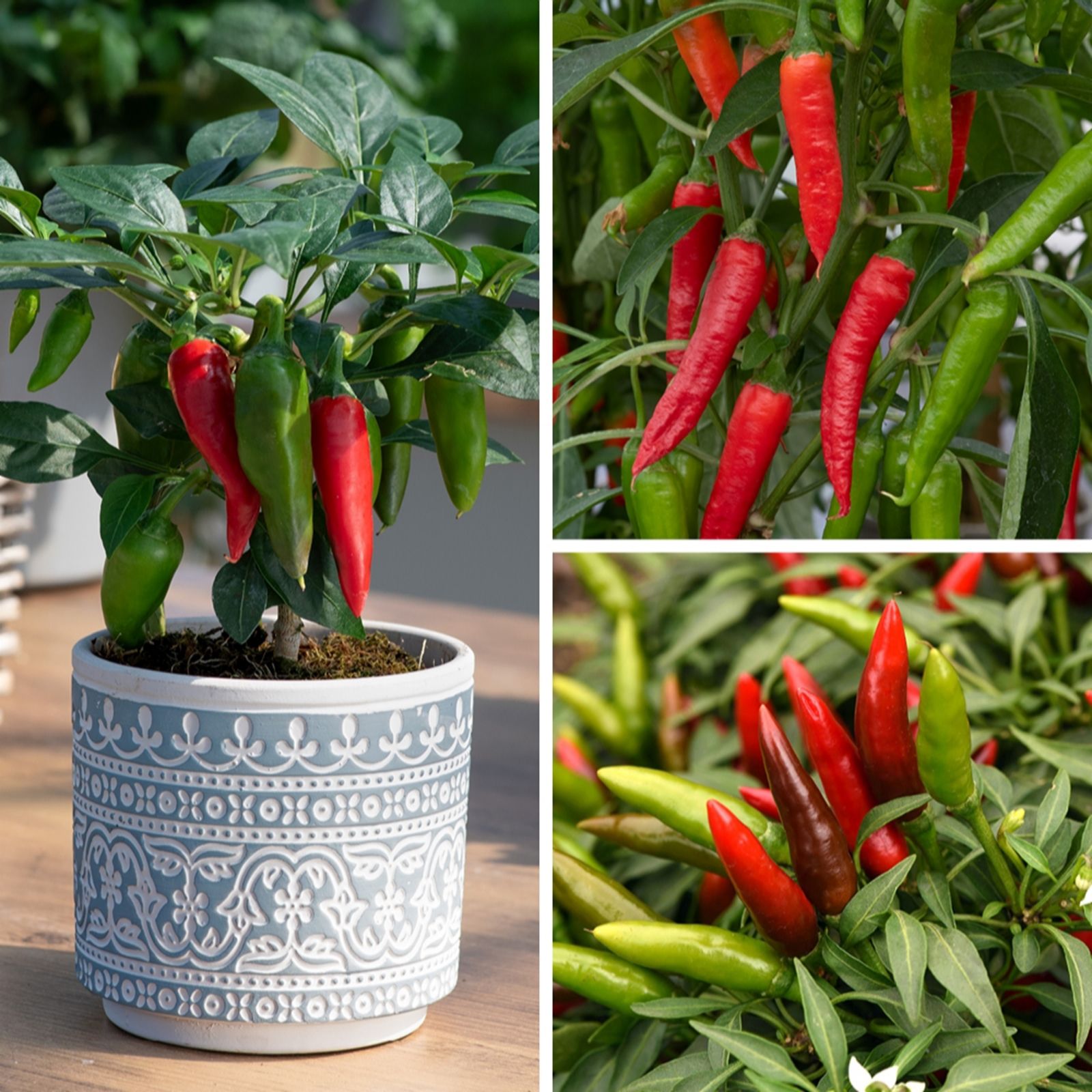 YouGarden Ultimate Chili Pepper Collection x18