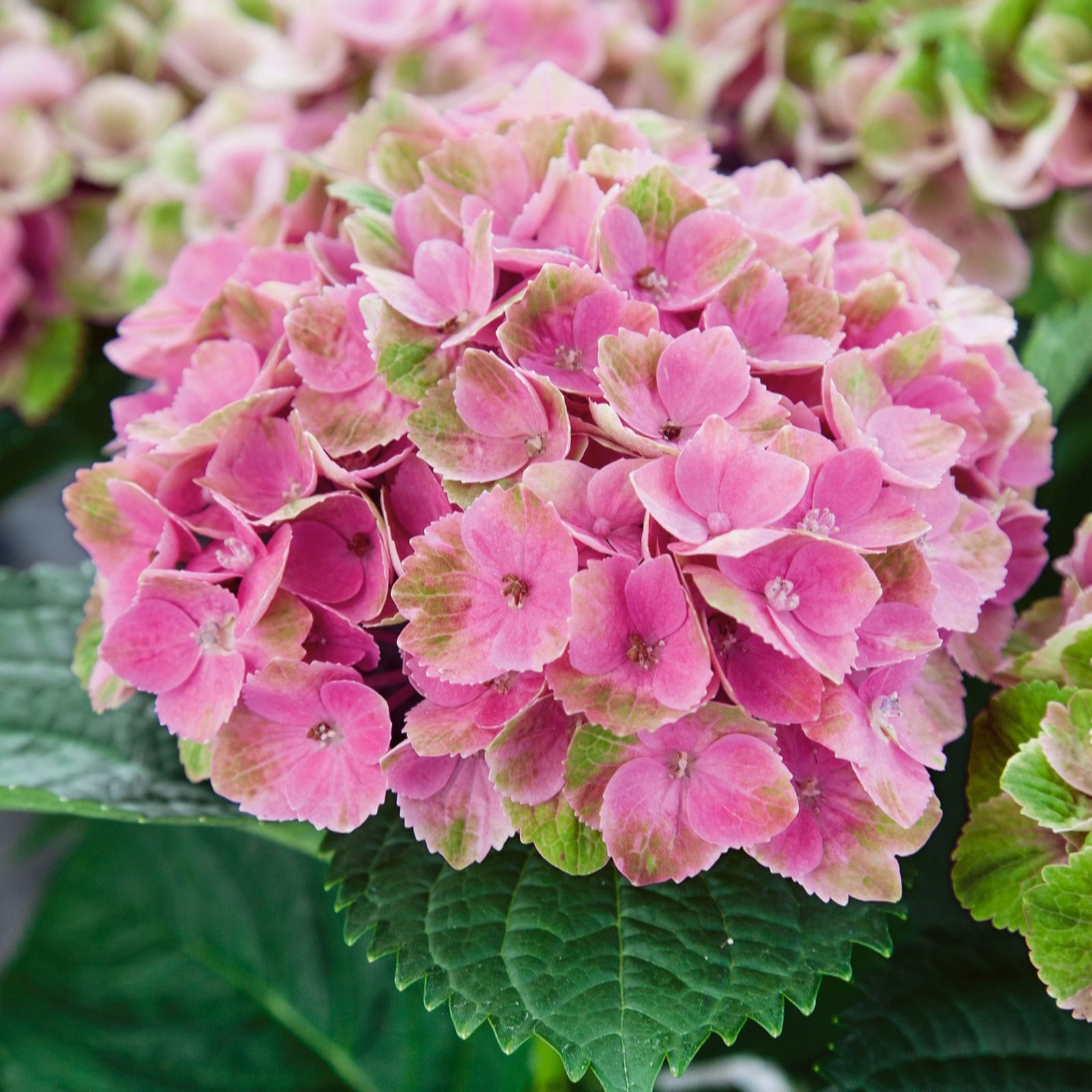 Plants2Gardens Hydrangea Macrophyla Mira Pink 4.5ltr