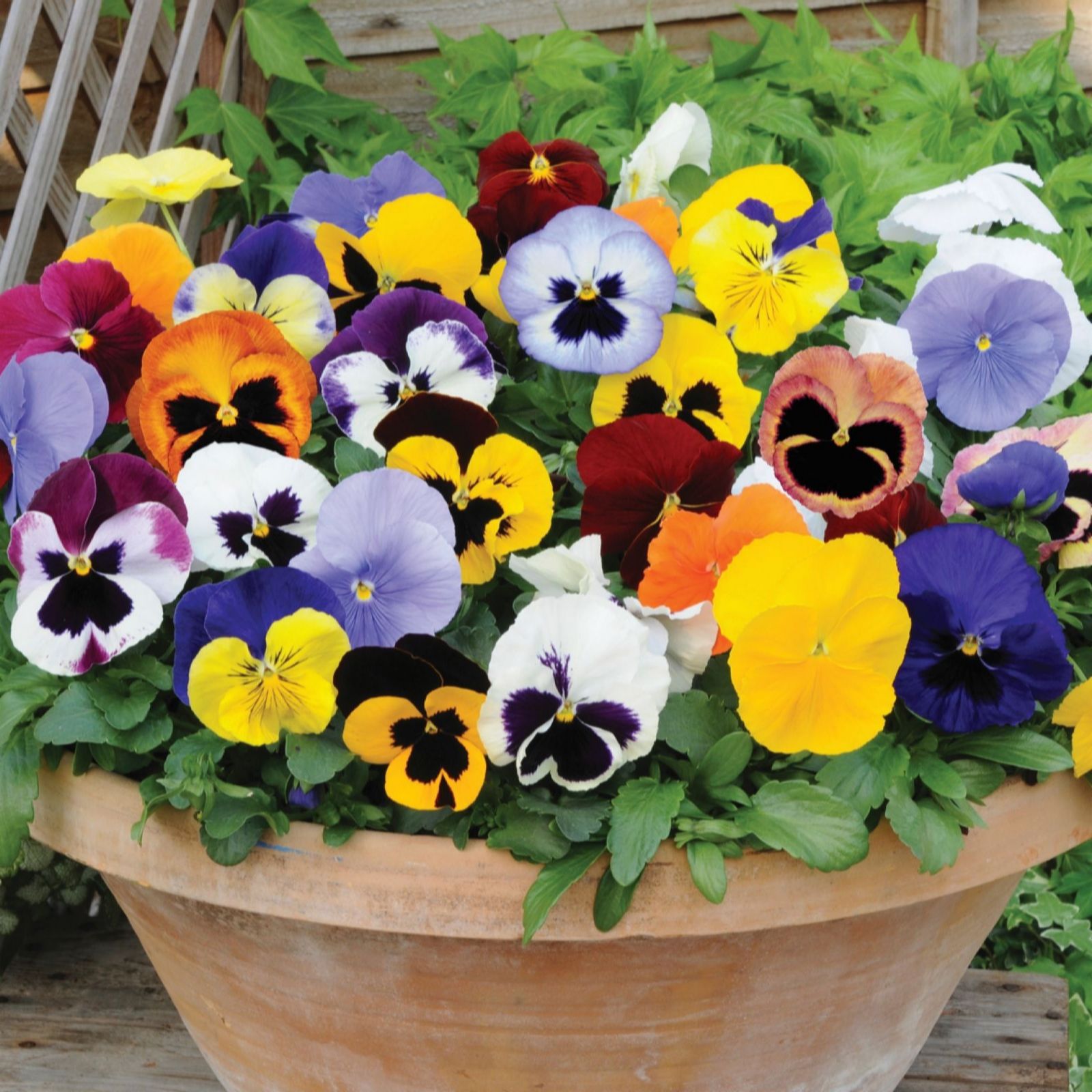 Thompson & Morgan Pansy Matrix Mix Garden Ready Plants x12
