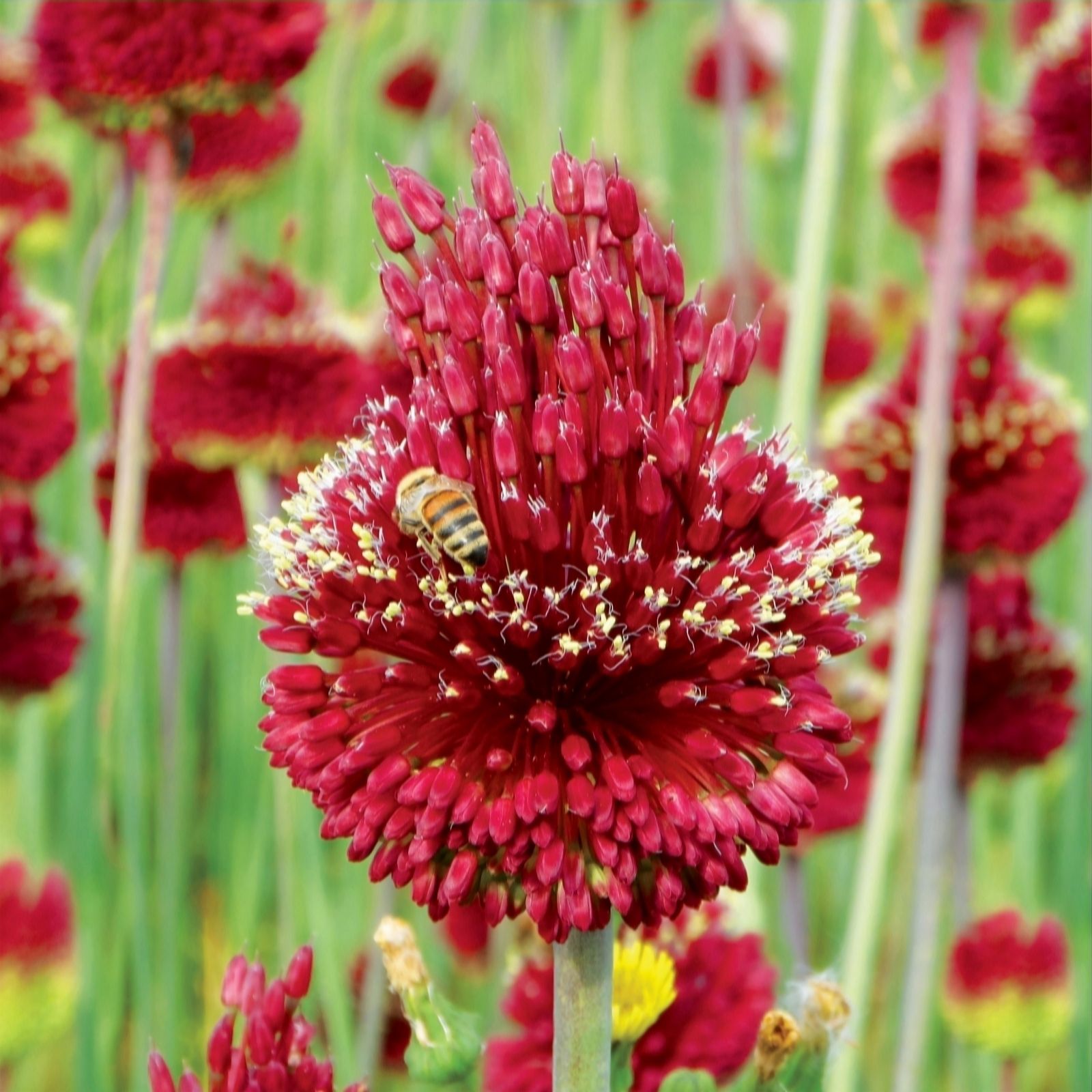 de Jager Magical Red Mohican Alliums x5