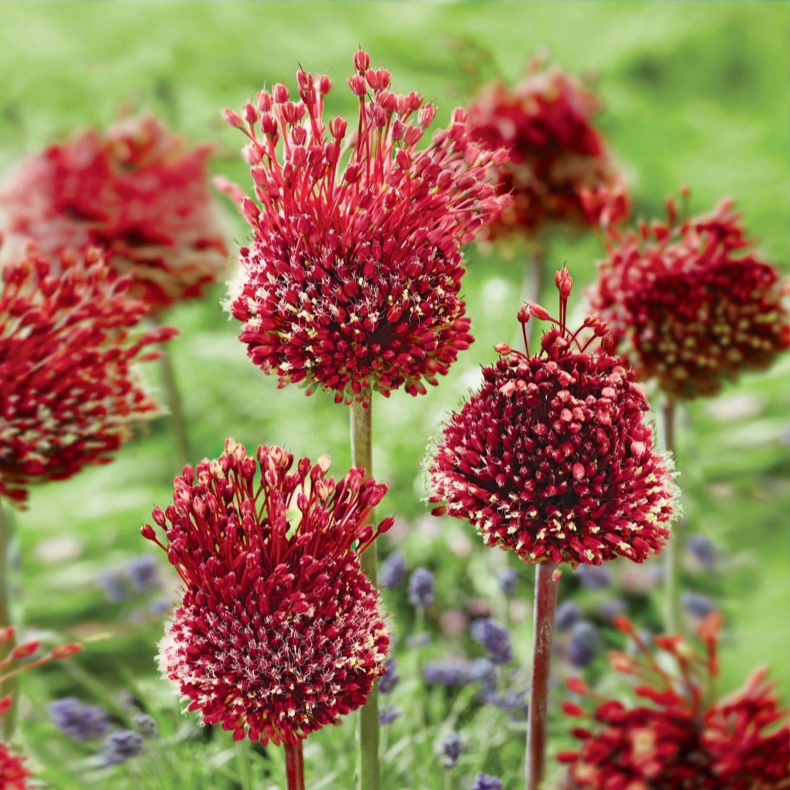 de Jager Magical Red Mohican Alliums x5 - QVC UK