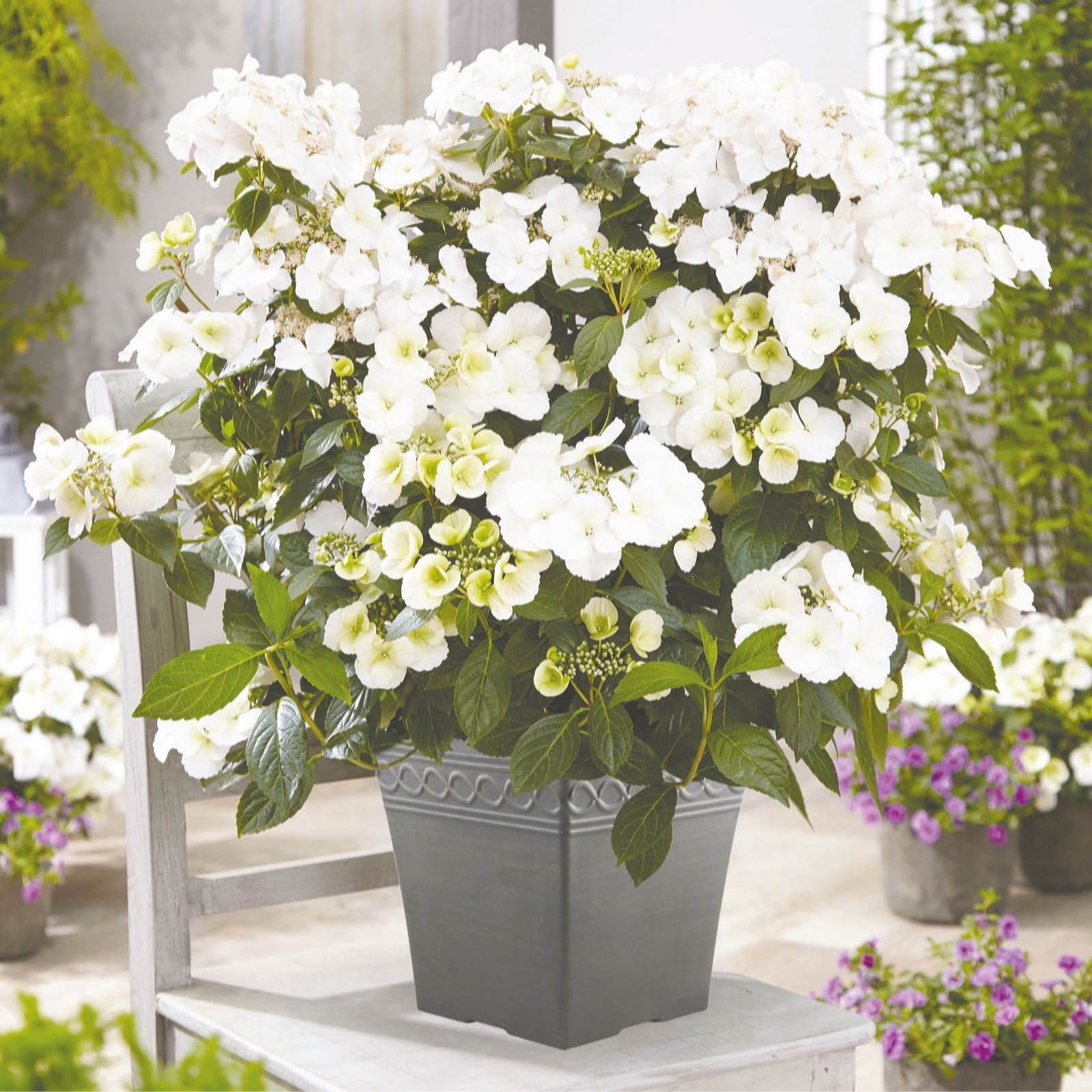 YouGarden Hydrangea 'Runaway Bride' in a 14cm pot